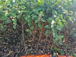 일심묘목농원님의 장터 · 종자/종묘 작성글 사진