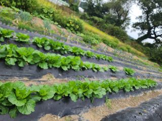 수기님의 가을 농장 자랑해주세요🧑‍🌾 · 참여글 작성글 사진