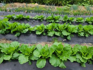수기님의 가을 농장 자랑해주세요🧑‍🌾 · 참여글 작성글 사진