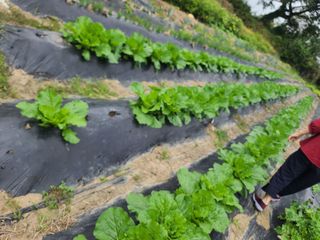 수기님의 가을 농장 자랑해주세요🧑‍🌾 · 참여글 작성글 사진