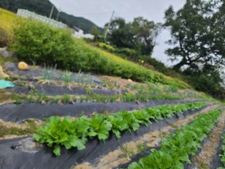 수기님의 가을 농장 자랑해주세요🧑‍🌾 · 참여글 작성글 사진