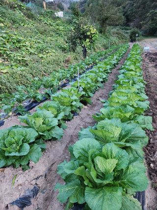 kis님의 자유주제 · 자유게시판 작성글 사진