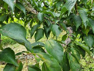 두릅나무21215님의 매실 · 자유게시판 작성글 사진