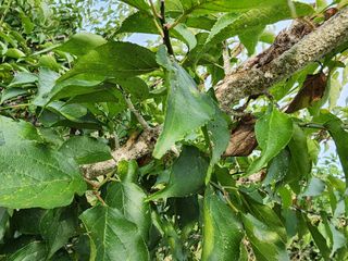 두릅나무21215님의 매실 · 자유게시판 작성글 사진