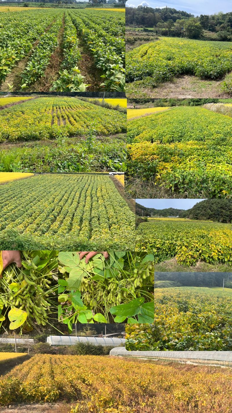 장터 상품 [메주콩 (품종 선풍콩,대원콩) ] 썸네일