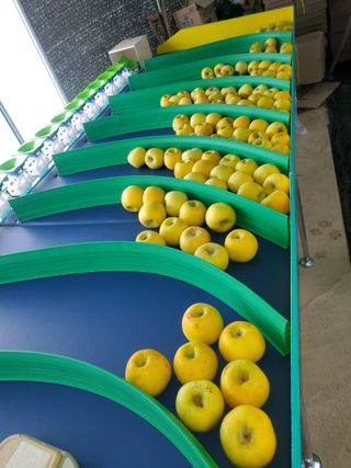 손기홍님의 사과 · 수확 작성글 사진