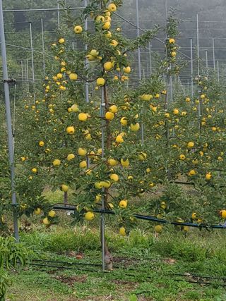 손기홍님의 사과 · 수확 작성글 사진