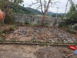 콩19996ㆍ혜자님의 마늘 · 품종•종자 작성글 사진