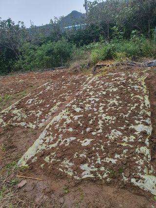 콩19996ㆍ혜자님의 마늘 · 파종작업 작성글 사진