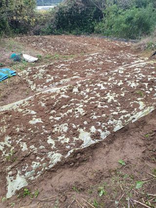 콩19996ㆍ혜자님의 마늘 · 파종작업 작성글 사진