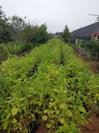 바위돌님의 들깨 · 자유게시판 작성글 사진