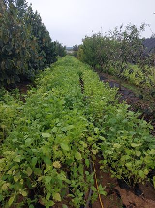 바위돌님의 들깨 · 자유게시판 작성글 사진