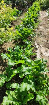 팜모닝 가을 농장 자랑해주세요🧑‍🌾·참여글 게시글 이미지