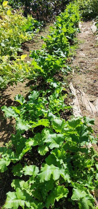 우철28268HQ님의 가을 농장 자랑해주세요🧑‍🌾 · 참여글 작성글 사진