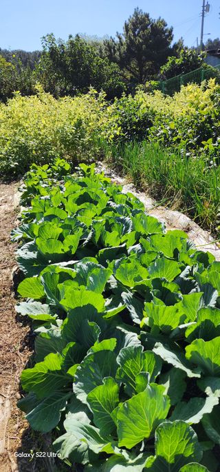 우철28268HQ님의 가을 농장 자랑해주세요🧑‍🌾 · 참여글 작성글 사진