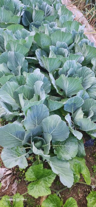 우철28268HQ님의 가을 농장 자랑해주세요🧑‍🌾 · 참여글 작성글 사진