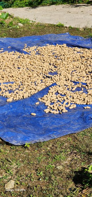 우철28268HQ님의 가을 농장 자랑해주세요🧑‍🌾 · 참여글 작성글 사진