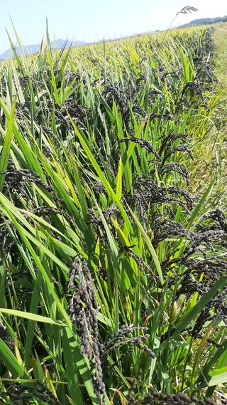 라일락미나리님의 작성글 사진