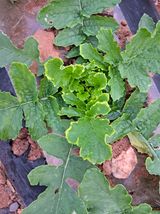 팜모닝 기타작물·병해충상담 게시글 이미지