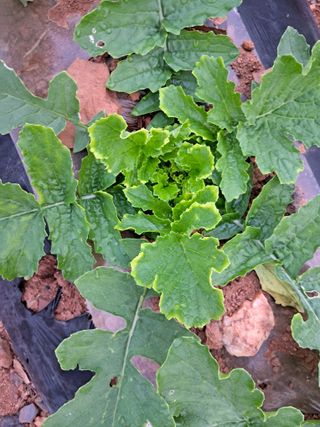 송기문님의 기타작물 · 병해충상담 작성글 사진