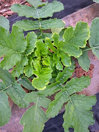 송기문님의 기타작물 · 병해충상담 작성글 사진