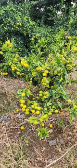 팜모닝 가을 농장 자랑해주세요🧑‍🌾·참여글 게시글 이미지