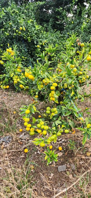 김영혁님의 가을 농장 자랑해주세요🧑‍🌾 · 참여글 작성글 사진