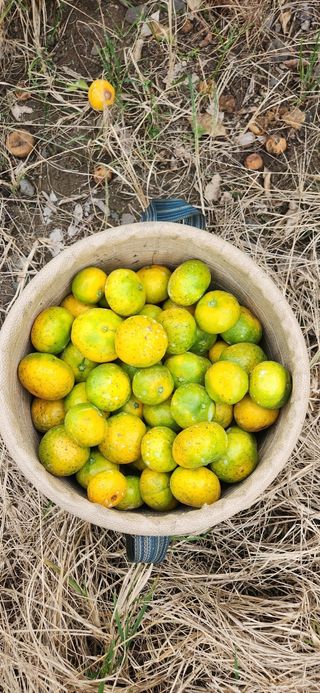 김영혁님의 가을 농장 자랑해주세요🧑‍🌾 · 참여글 작성글 사진
