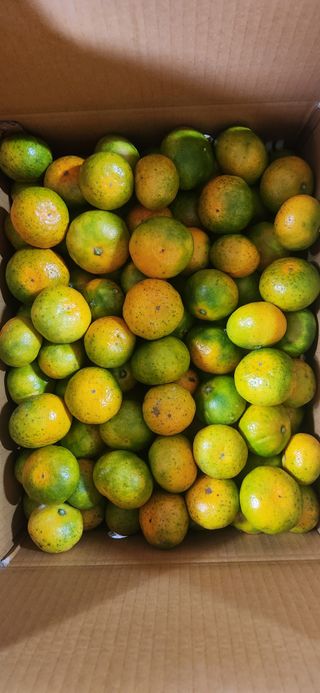 김영혁님의 가을 농장 자랑해주세요🧑‍🌾 · 참여글 작성글 사진