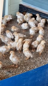 팜모닝 가을 농장 자랑해주세요🧑‍🌾·참여글 게시글 이미지