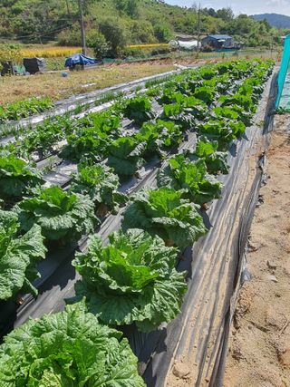 인생을사노라면님의 가을 농장 자랑해주세요🧑‍🌾 · 참여글 작성글 사진