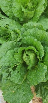 팜모닝 배추·병해충상담 게시글 이미지