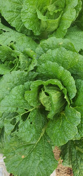 또순이떼지누리님의 배추 · 병해충상담 작성글 사진