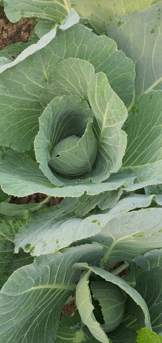 또순이떼지누리님의 배추 · 병해충상담 작성글 사진