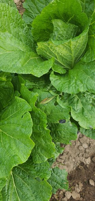 또순이떼지누리님의 배추 · 병해충상담 작성글 사진