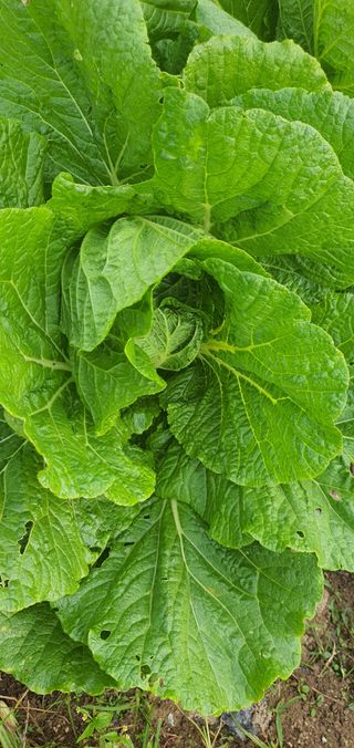 또순이떼지누리님의 배추 · 병해충상담 작성글 사진