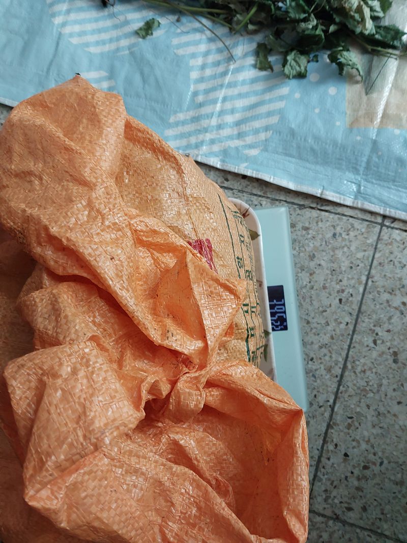 김봉호님의 장터 판매 상품 [산당귀] 첨부 사진