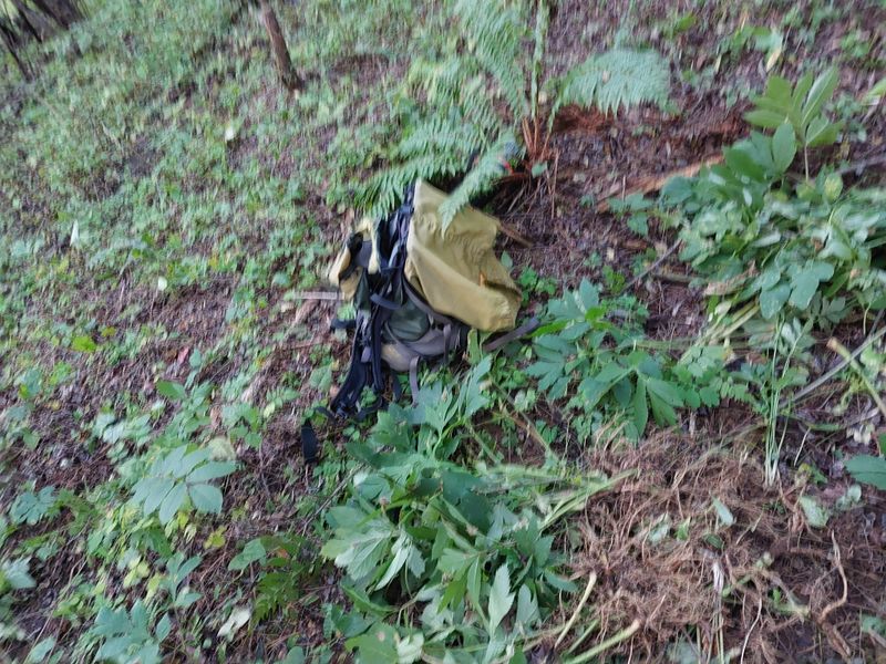 김봉호님의 장터 판매 상품 [산당귀] 첨부 사진