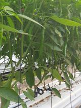 팜모닝 고추·지주설치•유인•성장 게시글 이미지