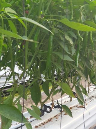 도용호길곡고추님의 고추 · 지주설치•유인•성장 작성글 사진