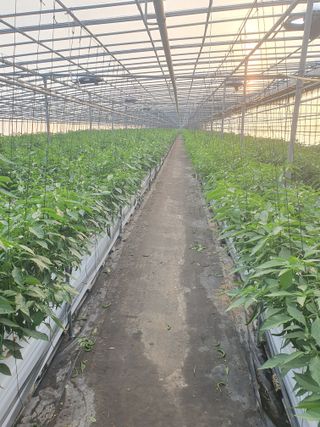 도용호길곡고추님의 고추 · 지주설치•유인•성장 작성글 사진