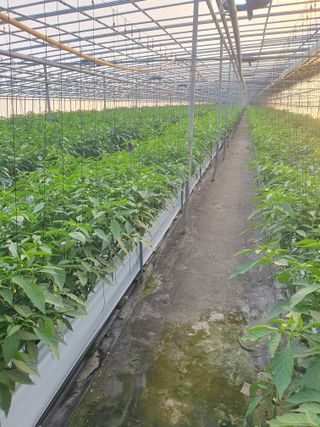 도용호길곡고추님의 고추 · 지주설치•유인•성장 작성글 사진