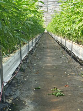 도용호길곡고추님의 고추 · 지주설치•유인•성장 작성글 사진