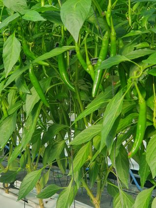 도용호길곡고추님의 고추 · 지주설치•유인•성장 작성글 사진