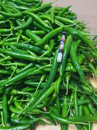 도용호길곡고추님의 고추 · 지주설치•유인•성장 작성글 사진