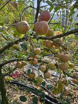 팜모닝 사과·품질 향상 게시글 이미지