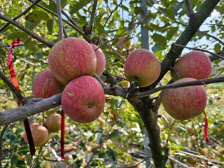 장수사과님의 사과 · 품질 향상 작성글 사진