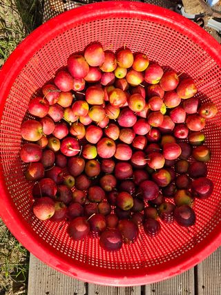 장수사과님의 사과 · 품질 향상 작성글 사진