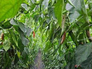 전봉우(채미농원)님의 고추 · 일상 작성글 사진