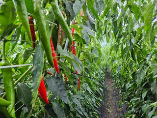 전봉우(채미농원)님의 고추 · 일상 작성글 사진